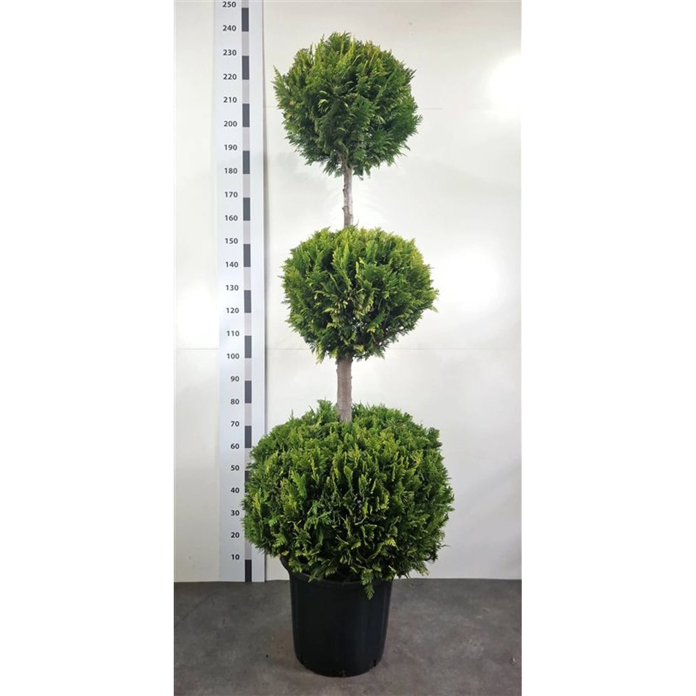 Ädelcypress – Chamaecyparis lawsoniana 'Yvonne' - 160-180 CM TRIOBOL Cont.